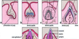 افضل 5 فيديوهات لشرح ال Tooth Development