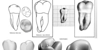 Dental Anatomy platform