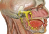 Head and neck anatomy platform