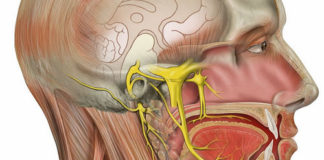 Head and neck anatomy platform