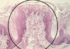 Oral Histology platform