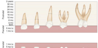 Primary teeth anatomy platform
