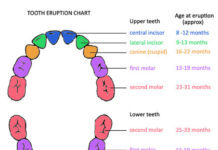 Teeth Eruption platform