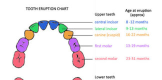 Teeth Eruption platform