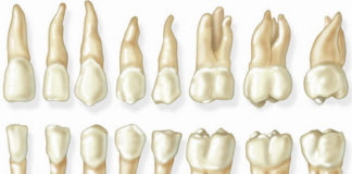 Dental Anatomy & Histology - Dentistry online